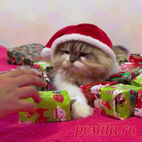 Christmas Presents GIF - Find & Share on GIPHY Discover & share this Christmas GIF with everyone you know. GIPHY is how you search, share, discover, and create GIFs.