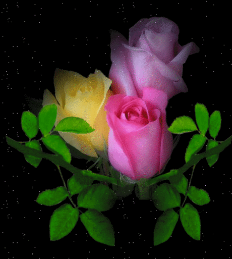 Цветные розы - Цветы анимация Gif анимация Цветные розы Цветы анимация анимационные гиф картинки и открытки поздравления