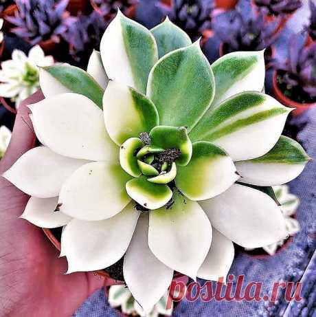 Echeveria Mensa Variegata - Suculenta Importada A Echeveria Mensa Variegata é uma linda e robusta suculenta, de rosetas grandes que podem superar os 20 cm de diâmetro, suas folhas são densas e muito compactas, sua coloração variegata cria uma impressionante variação das cores brancas e verdes em suas folhas, ainda muito rara no Brasil. Tamanho da muda com aproximadamente 10 cm. Equivalente à segunda foto. O cultivo deve ser feito em local com muita luz, em substrato com ót...