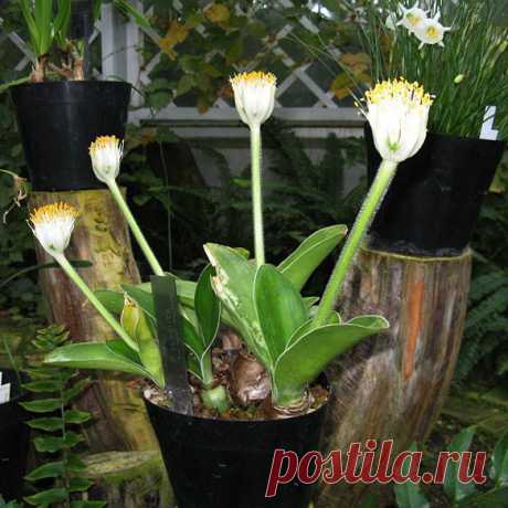 Комнатное растение Хемантус (Haemanthus). Название растения намекает на яркую окраску его мощного соцветия (греч. haima - &quot;кровь&quot;). Соцветие поднимается над компактной розеткой листьев на цветоносе длиной до 60 см. Родина растений - Южная Африка, где хемантусы растут на склонах гор. У некоторых видов осенью или в начале зимы есть период покоя, на время которого растения сбрасывают листья. В продаже встречается хемантус Катарины (H.katharinae).