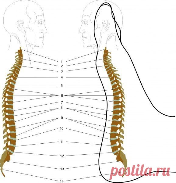 ​Как сделать массаж стоп, способствующий снятию болей в спине