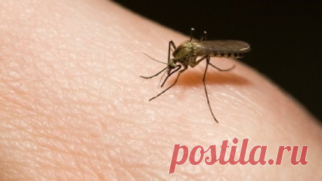 От укусов комаров