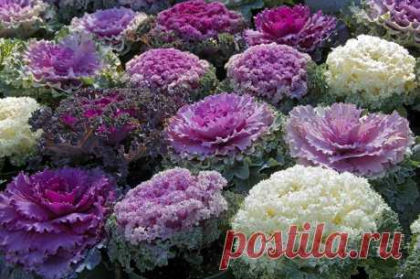 Amazon.com : Seeds Edible Cabbage Ornamental Kale Decorative Large-Leaved Beatiful Flower Cut Organic Ukraine : Garden & Outdoor