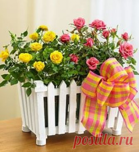 Charming Rose Garden ~ pink & yellow roses in a miniature "white picket fence" planter | from 1-800-Flowers