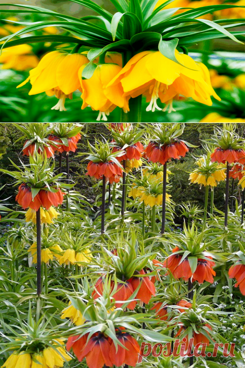 Лилейные растения - Великолепное Семейство