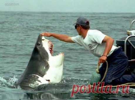 Рыбаки сняли, как выглядит смерть в челюстях акулы | Фото-Мир и обо всем...