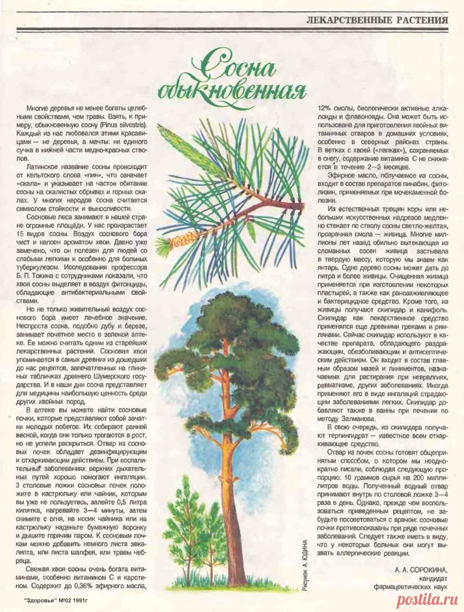 Сосна обыкновенная