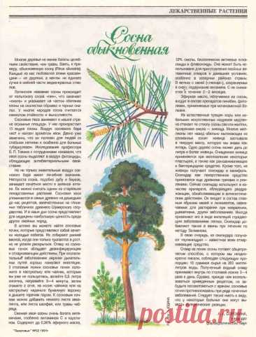 Сосна обыкновенная