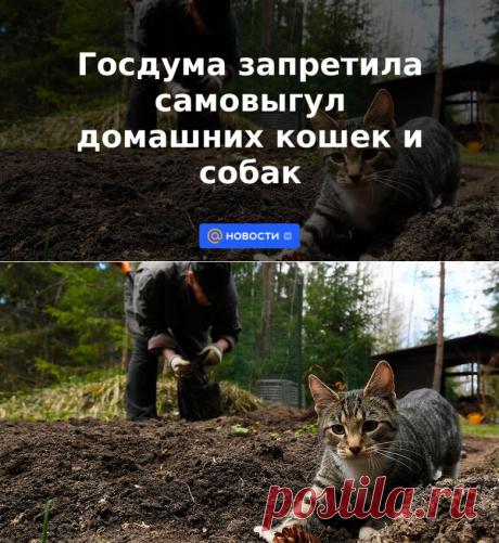 Госдума запретила самовыгул домашних кошек и собак | 13 июля 2023 - Новости Mail.ru