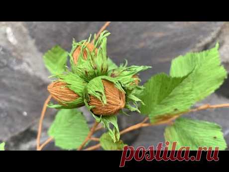 ABC TV | How To Make Hazelnut Branch With Crepe Paper - Craft Tutorial