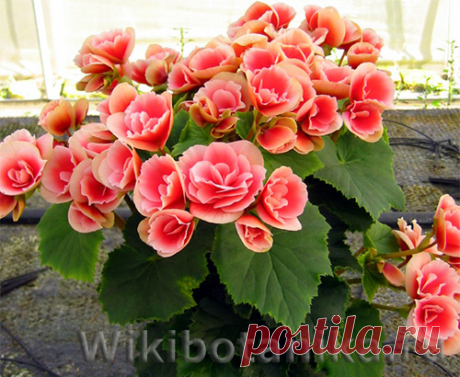 Самые капризные комнатные цветы | WikiBotanika.ru