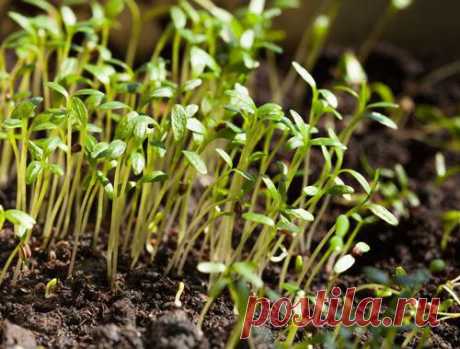 Усадьба | Огородник : 5 способов предотвратить вытягивание рассады
