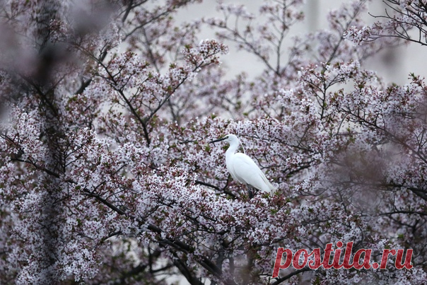 Белая цапля в цветущей сакуре. Автор фото – Елена Баврина: