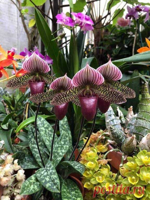 Самая дорогая орхидея
Пафиопедилюм(Золото Кинабалу)