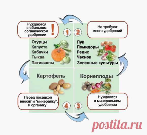 Соседство и чередование овощей | Огород без хлопот