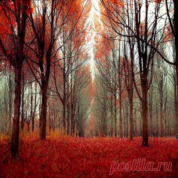 из Etsy  
Red Fall Leaves Photograph, black gray, blue, rustic, autumn, nature…  
Beautiful   |  Pinterest: инструмент для поиска и хранения интересных идей