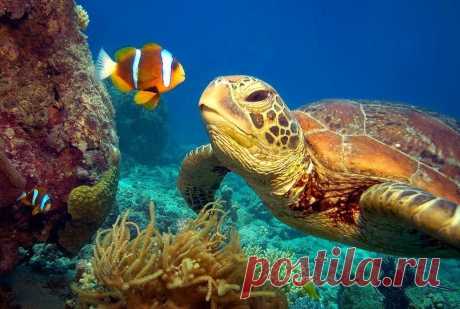 Зелёные черепахи на Большом Барьерном рифе - Путешествуем вместе