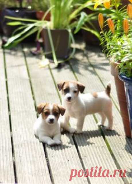 Cute 8 week old Jack Russell foster puppies…