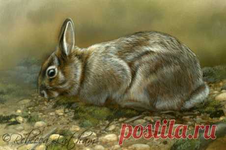 Progress on the rabbit series | Paintings of Wildlife &amp; Nature by Rebecca Latham