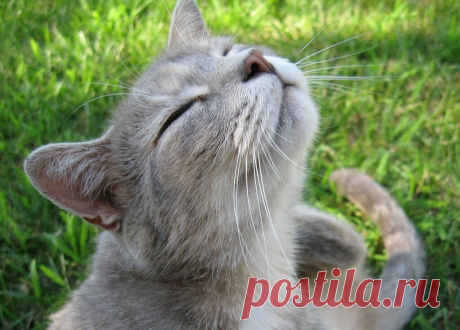 😻Как узнать, что ваша кошка довольна и счастлива: особые признаки поведения и жестов | Нос, хвост, лапы | Дзен
