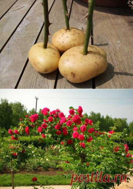 сообщение НАШ_САД : Выращиваем черенки розы в картошке) (17:52 12-05-2014) [901126/324297351] - natasha_5656@mail.ru - Почта Mail.Ru