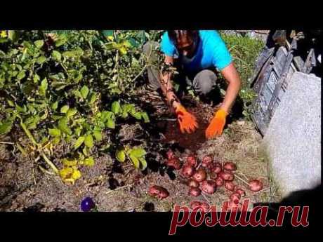 ▶ картофель озимый под сено и мох 1 часть - YouTube