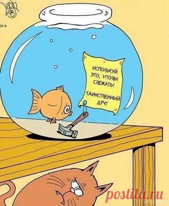 Как аквариум коту жить мешает