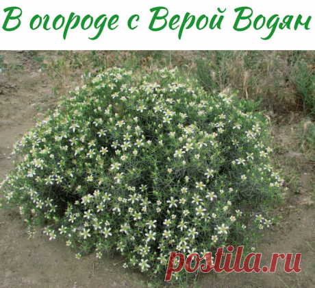 Рута степная, Рута душистая. Почему ее нет в наших садах? - В огороде с Верой Водян