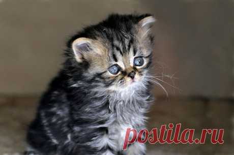 Красивые котята от Sylvie Meier | Newpix.ru - позитивный интернет-журнал