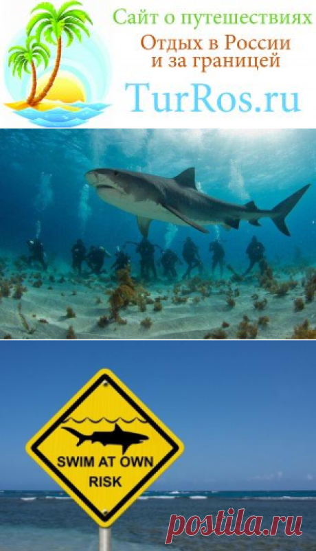 Нападение акул на Кипре - Сайт о путешествиях