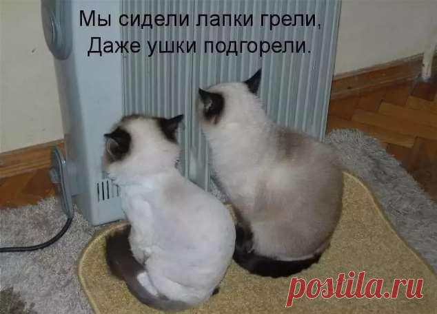 Забавные картинки с животными. Подборка №zabavatut-ani-23581219072020 . Тут забавно !!!