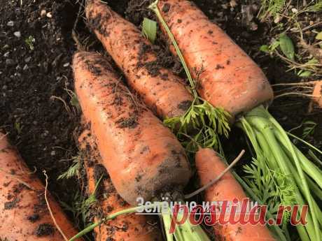 Бесплатная добавка в почву, чтобы морковка росла крупной и ровной, без корявостей | Зелёные истории | Яндекс Дзен