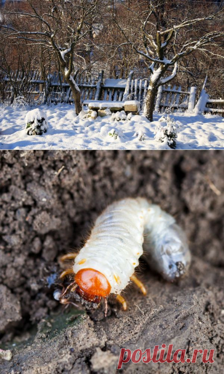 Где зимуют садовые и огородные вредители и как их обезвредить / вредители / 7dach.ru