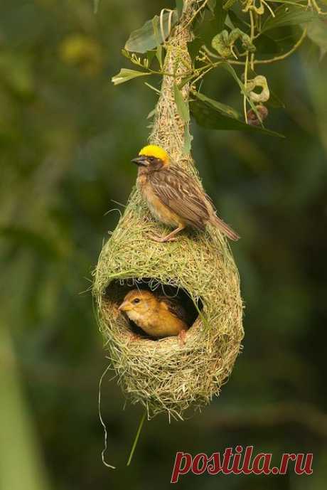 Weavers share moments - Beautiful Mother Nature