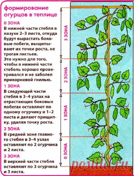 Как провести формирование огурцов в теплице- часть вторая – формирование растений | parnik-teplitsa.ru