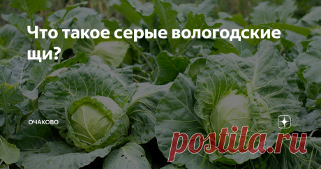 Что такое серые вологодские щи? Главное о блюде, которое раньше спасало жителей Русского Севера от голода зимой, а теперь о нем пишут «Коммерсантъ», «Афиша» и GQ
