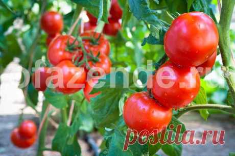 Народные средства для подкормки помидоров – самые лучшие рецепты