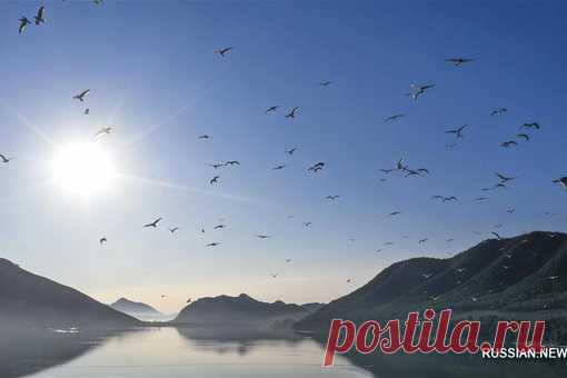 С повышением температуры воздуха сотни водоплавающих птиц прилетают в Цзуньхуа провинции Хэбэй для поиска пищи.