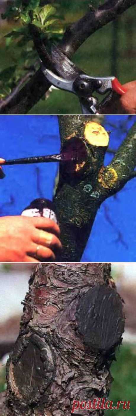 Правила обрезки, спиливания и обработки ран деревьев | Дача - впрок