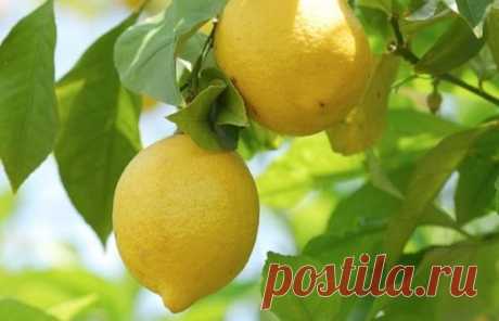 Лимон (лат. Citrus limon) | Рецепты народной медицины