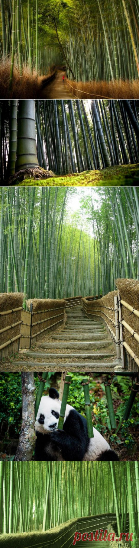 (+1) тема - В зарослях бамбука... | НАУКА И ЖИЗНЬ