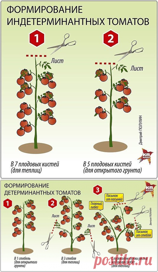 Фазы развития томатов в теплице. Формирование индетерминантных томатов. Формирование индетерминантных томатов в теплице. Как формировать помидоры. Правильное формирование томатов в теплице.