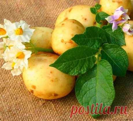 Три главных правила хорошего урожая картошки.