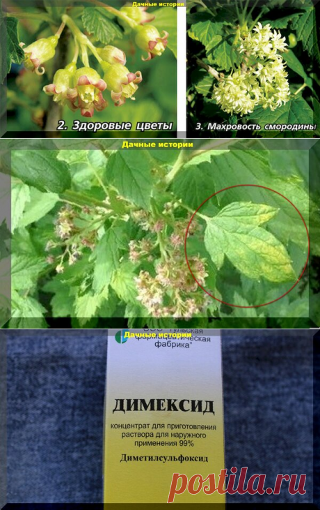 Димексид, единственное пока средство, для лечения махровости у смородины. | Дачные истории | Яндекс Дзен