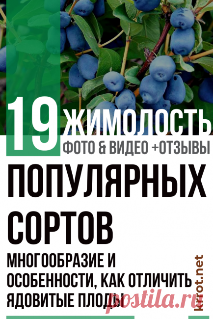 Жимолость: Описание 19 Популярных Сортов (35 Фото) +Отзывы | идеи для ...