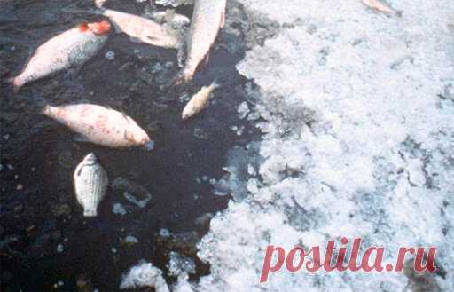 Замор рыбы или когда рыба сама выпрыгивает на лёд. Можно ли рыбачить в это время? | Баркас | Охота и Рыбалка | Яндекс Дзен