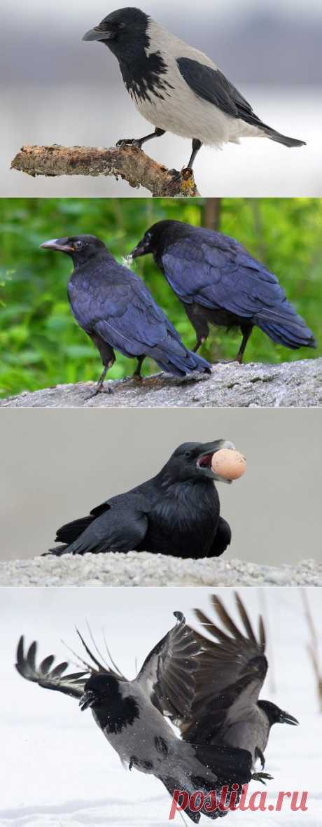 Интересные факты о воронах