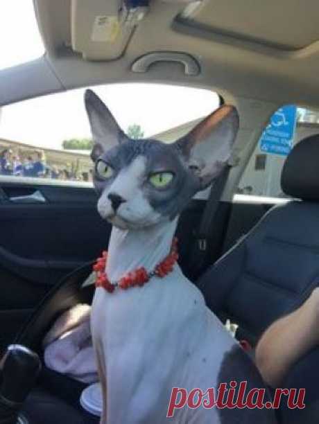 Sphynx Kitty