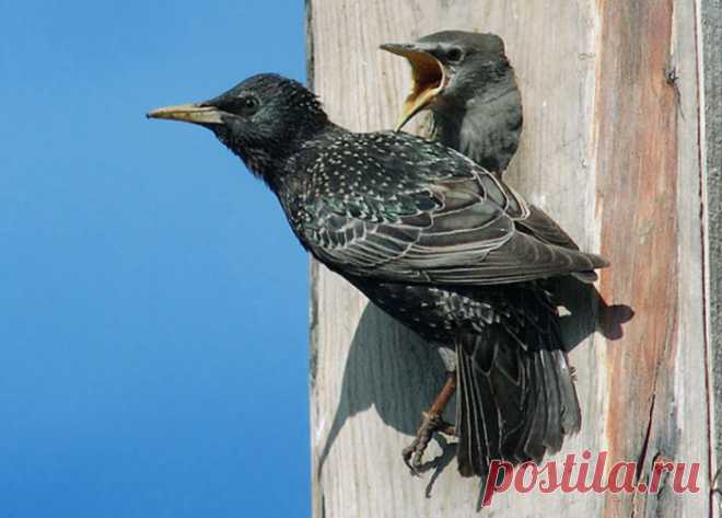 Птица скворец: слушать пение онлайн, описание, внешний вид с фото и видео, когда скворцы прилетают весной.