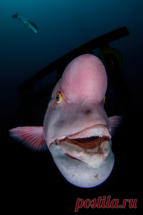 Подводный снимок акул стал лучшим на международном фотоконкурсе - Новости Mail.ru